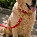 red PVC double-ended dog leash with two metal snap hooks and a reinforced strap, on a white background.