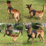 two dogs wearing black tactical harnesses outdoors on grass.