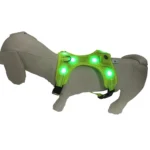 gray dog wearing a green LED safety harness with illuminated light strips outdoors.